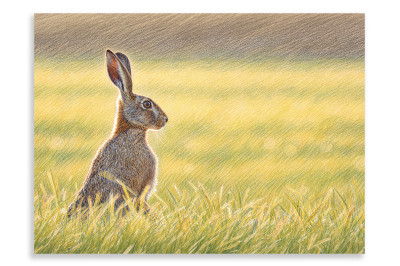 Lancashire Brown Hare - Artistic